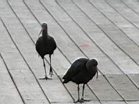 Ibis de Ridgway, Plegadis ridgwayi (Photo F. Mrugala) (6)